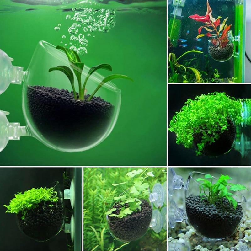 Aquarium Plant Pot Glass Cylin - Aquarium Plant Seeds recension och pris