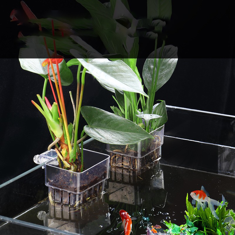 1Pc Aquarium Hydroponic Plant  - Aquarium Plant Seeds recension och pris