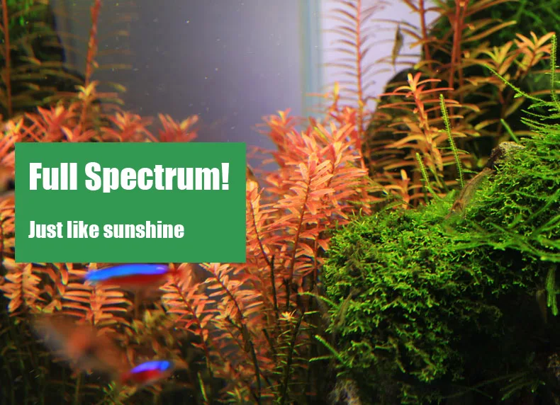 Chihiros C Series ADA Style Pl - Aquarium Plant Ornament recension och pris