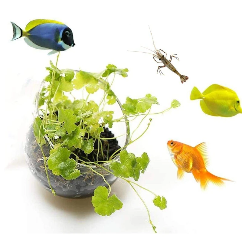 New Aquarium Plant Pot Glass C - Aquarium Plant Seeds recension och pris