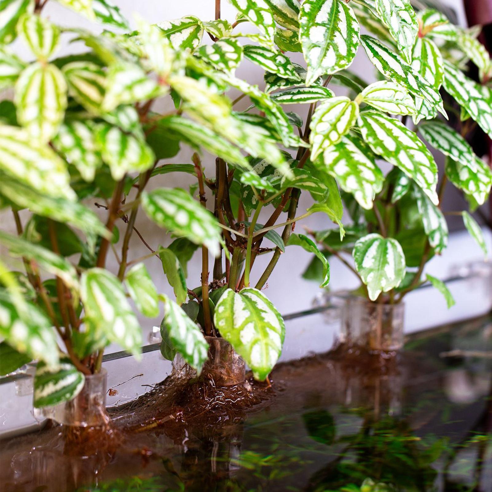 6pcs Aquarium Plant Holders Cl - Aquarium Plant Ornament recension och pris