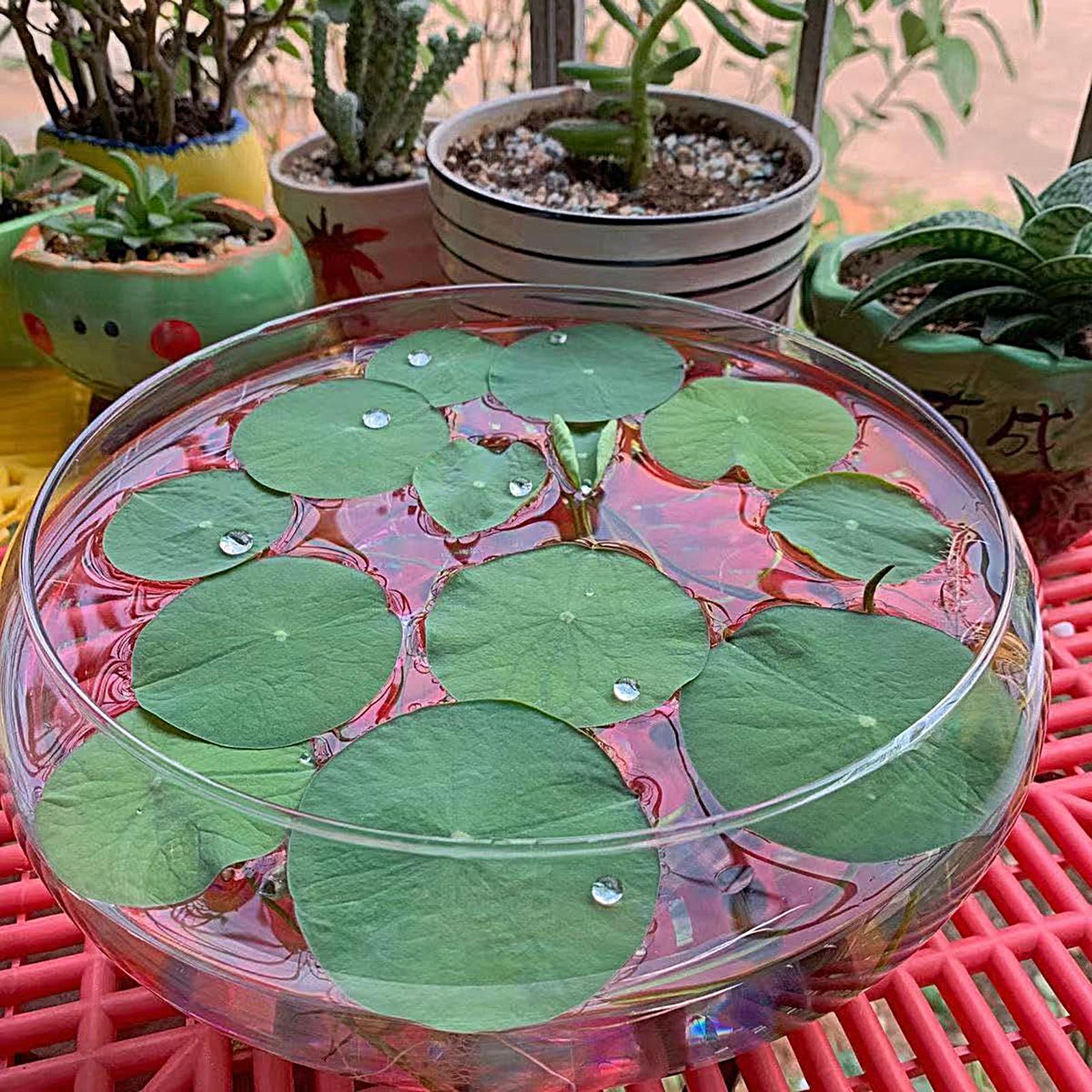 Fish Glass Bowl Glass Large Hy - Planted Aquarium For Goldfish recension och pris