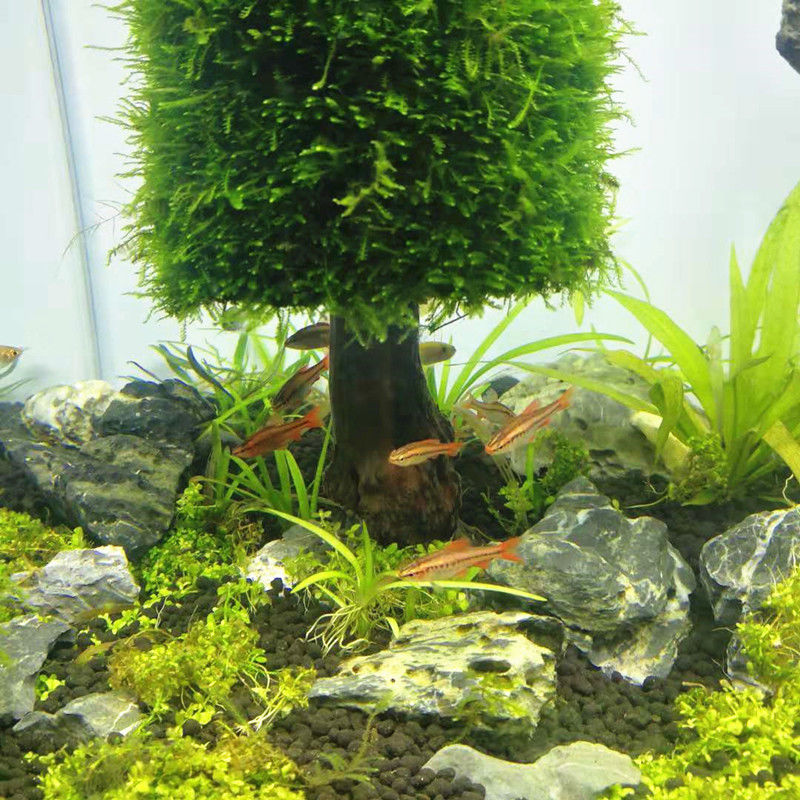 Aquarium Decoration Aquatic Pl - Aquarium Plant Seeds recension och pris