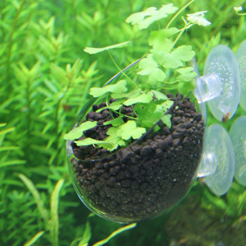 Aquarium Hanging Plant Pot Gla - Aquarium Plant Seeds recension och pris