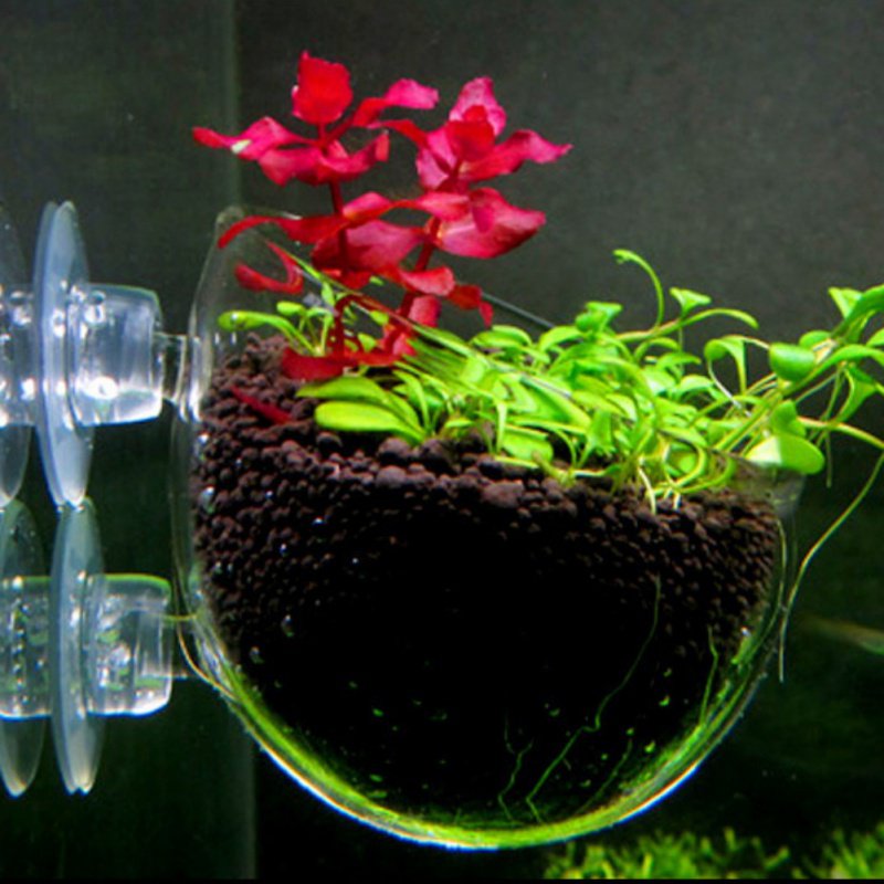 Aquarium Hanging Plant Pot Gla - Aquarium Plant Seeds recension och pris