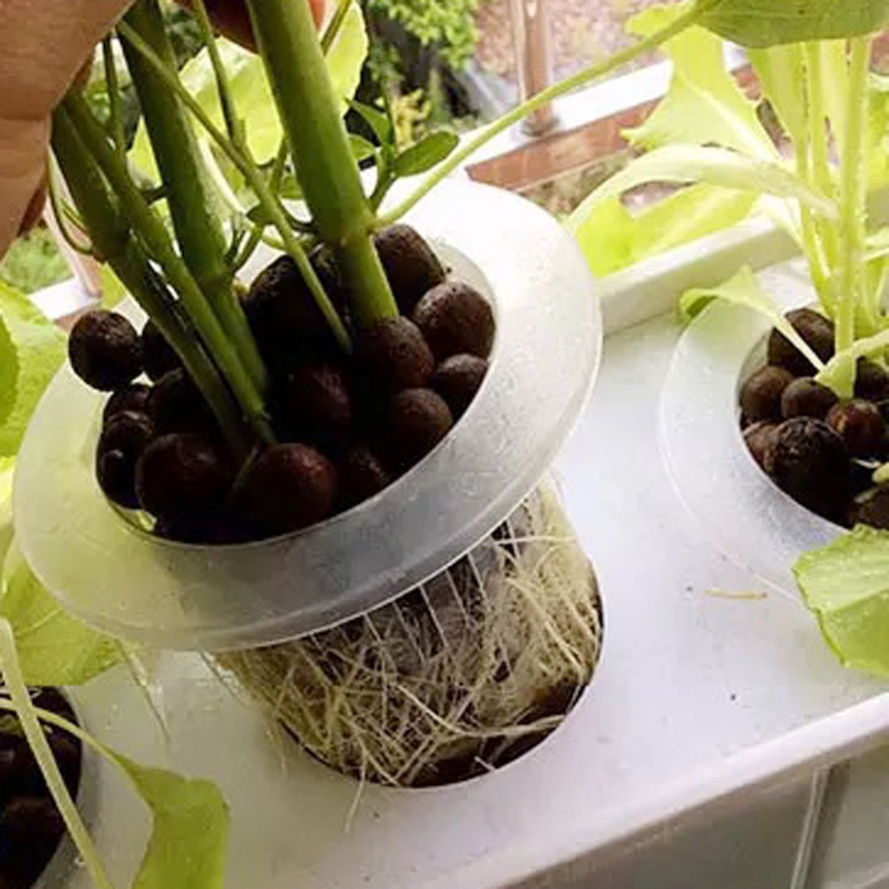 10/50pcs Durable Planting Aqua - Aquarium Plant Seeds recension och pris